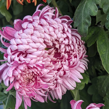 Chrysanthemum - Fairweather x 2