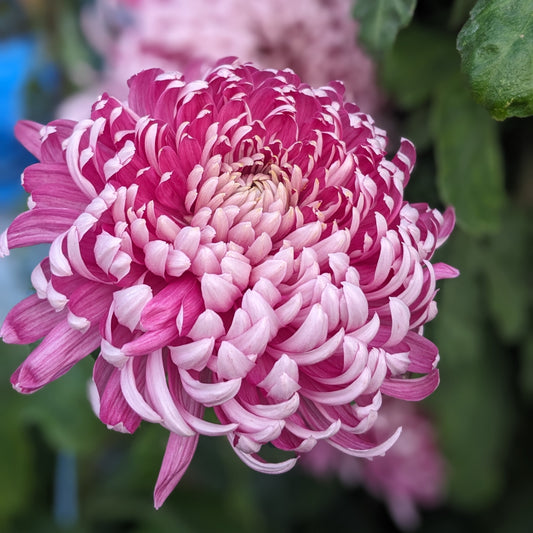 Chrysanthemum - Fairweather x 2