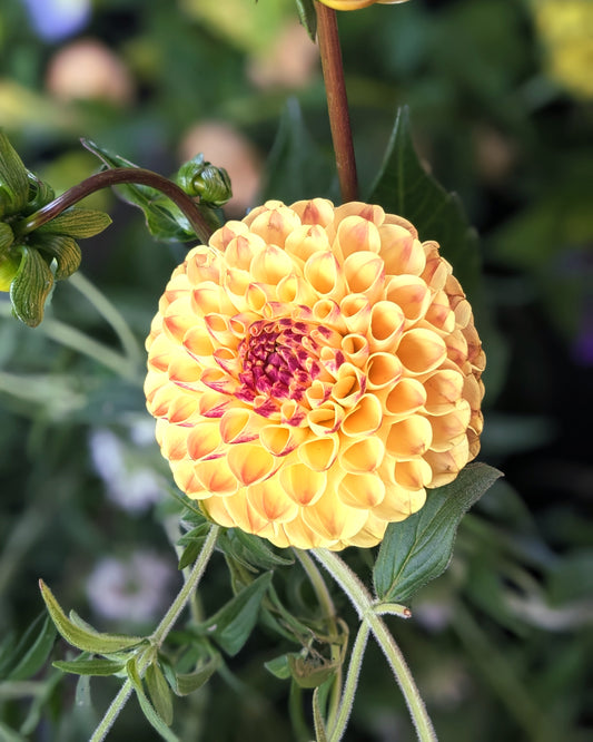 Dahlia - Ferncliff Spice