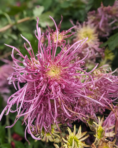 Chrysanthemum - Flair x 2