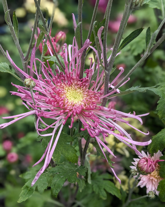 Chrysanthemum - Flair x 2