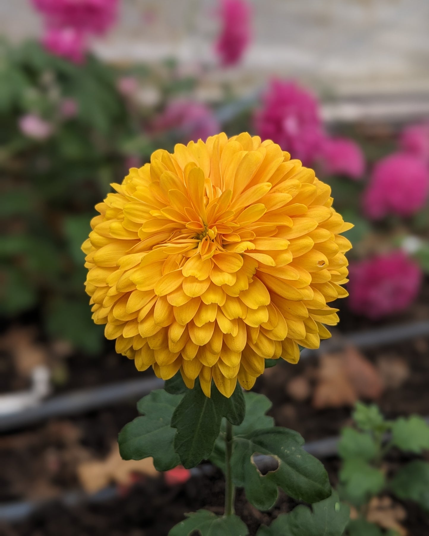 Chrysanthemum - Fleet Margaret x 2