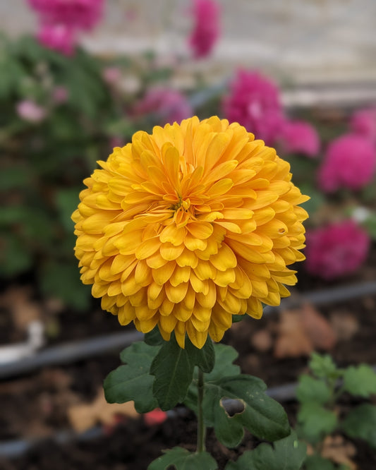 Chrysanthemum - Fleet Margaret x 2