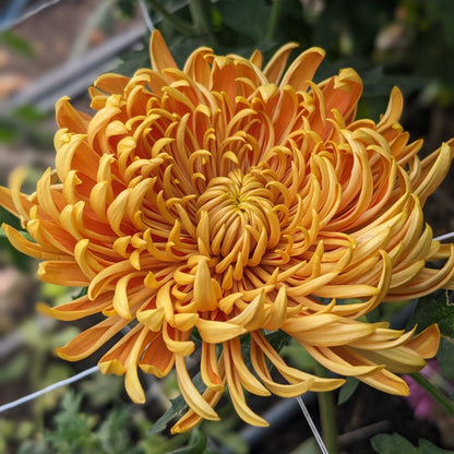 Chrysanthemum - Ginger Nut x 2