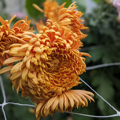 Chrysanthemum - Ginger Nut x 2