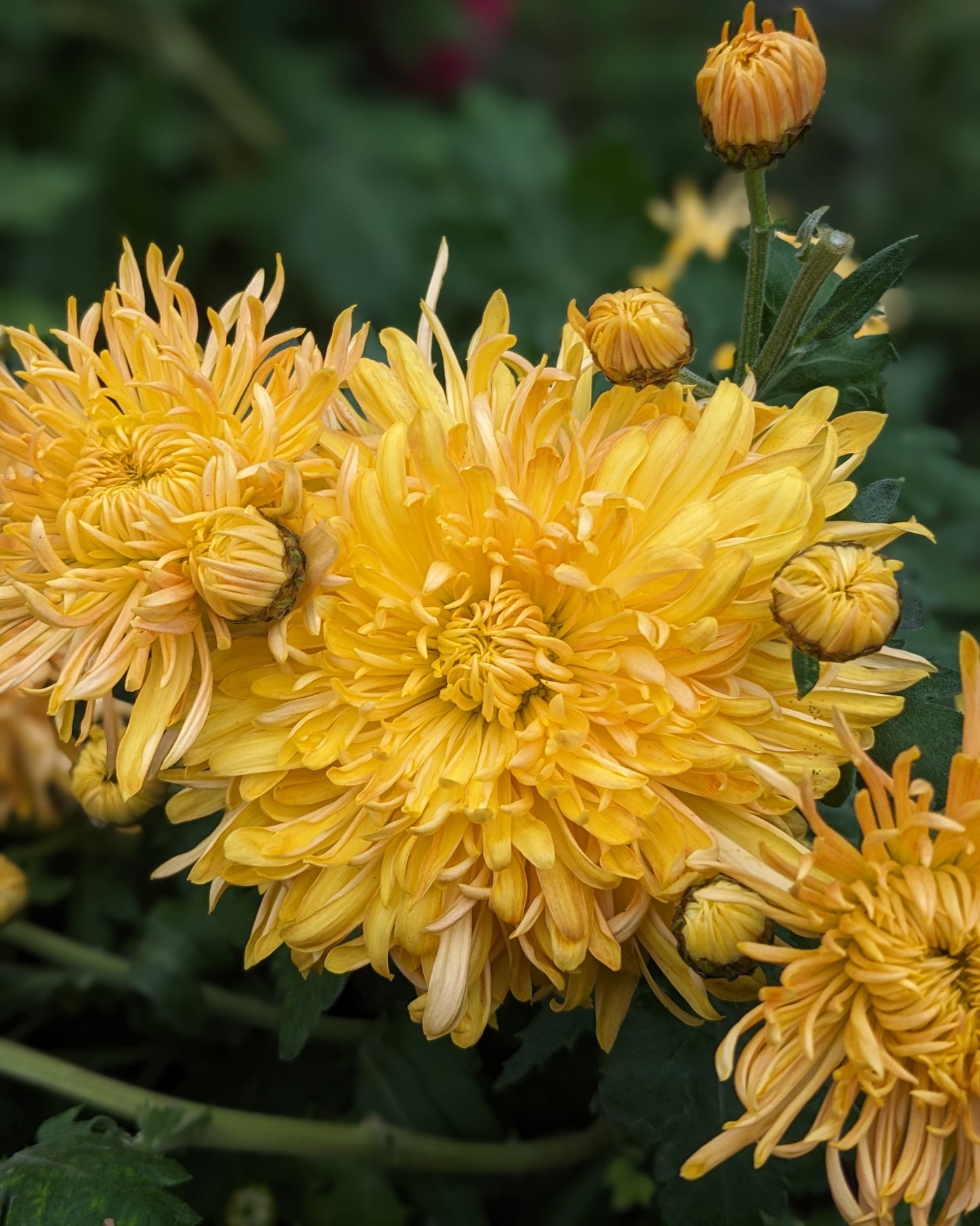 Chrysanthemum - Golden Courtier x 2