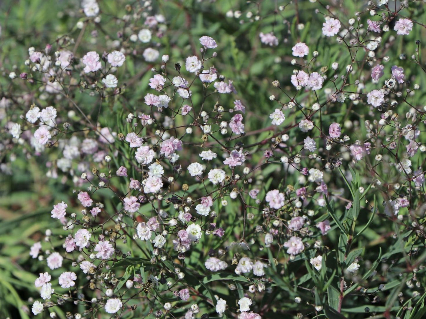 Pacific Garden Baby's Breath