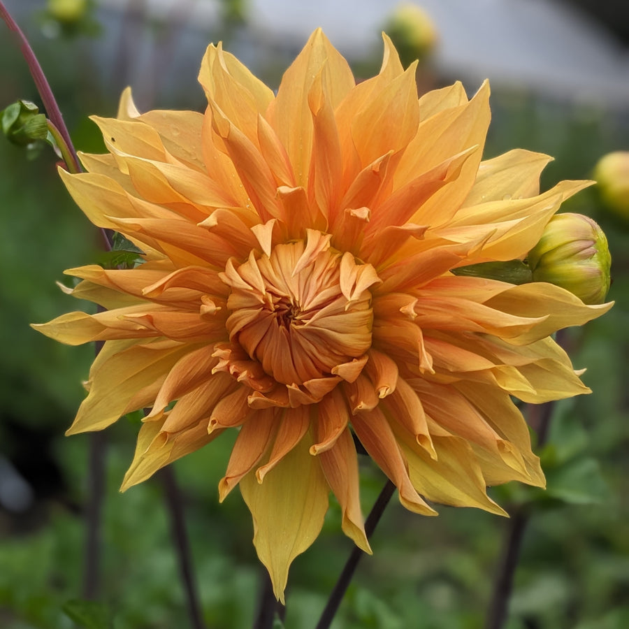 Dahlia Hamari Gold