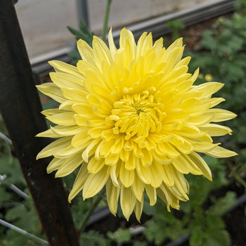 Chrysanthemum - Helen Louise x 2