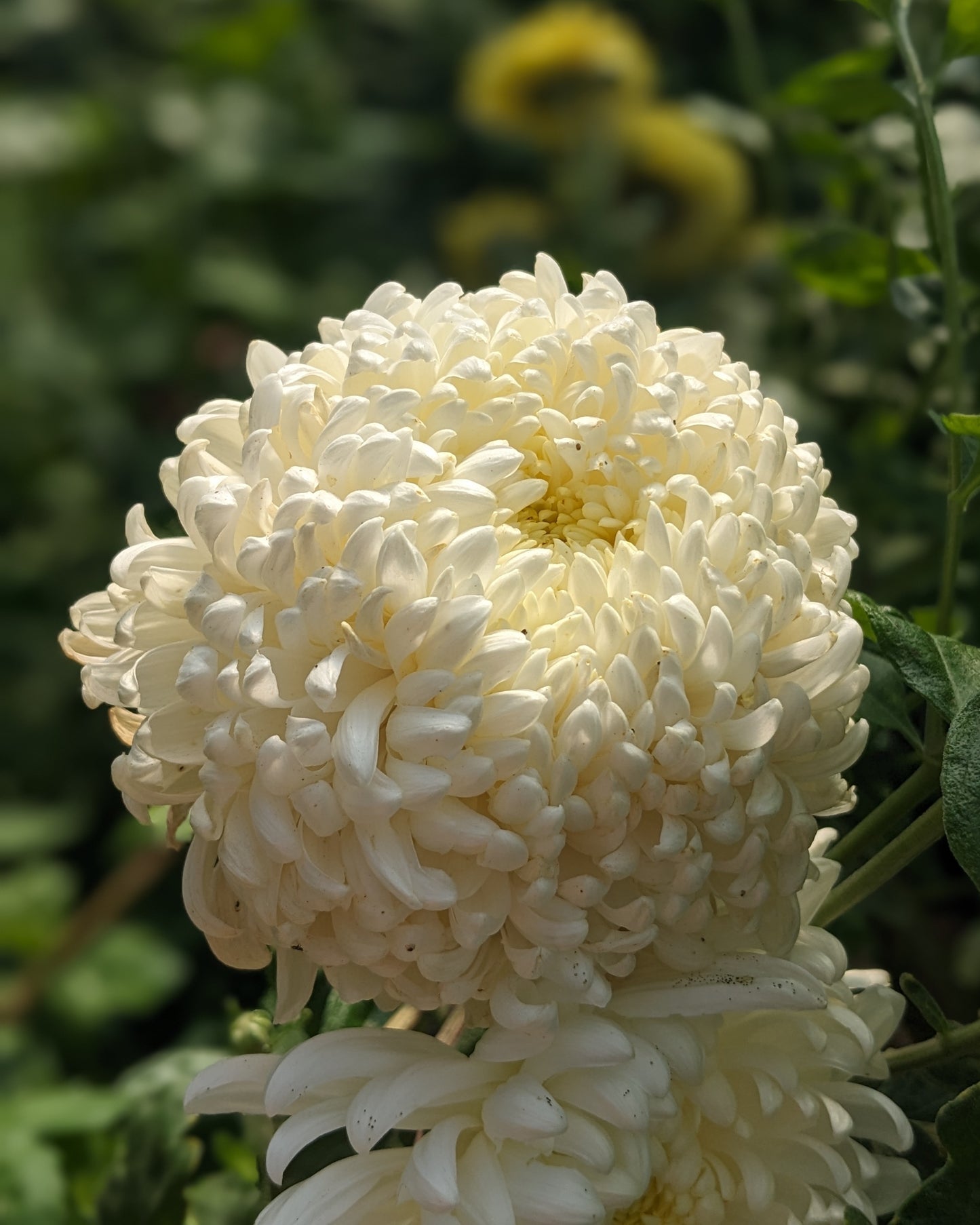 Chrysanthemum - Hilton x 2