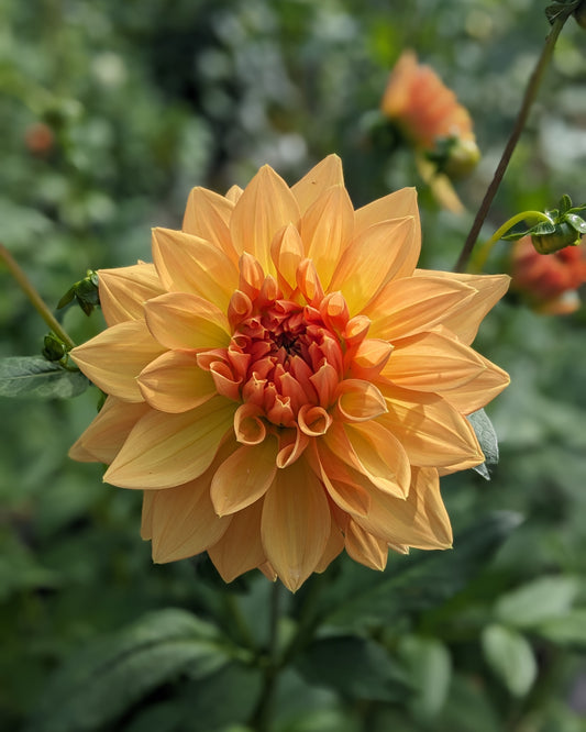 Dahlia - Honeymoon