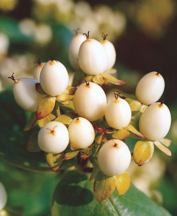 Hypericum Plant