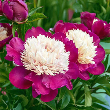 Peony 'White Cap'