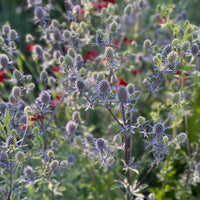 Eryngium blue or purple by the bunch