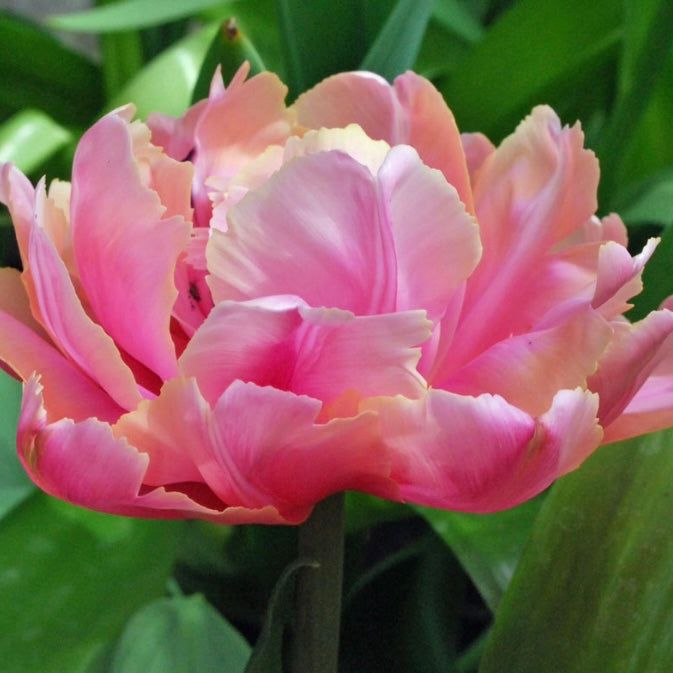Tulip Pink Star - 10 Bulbs