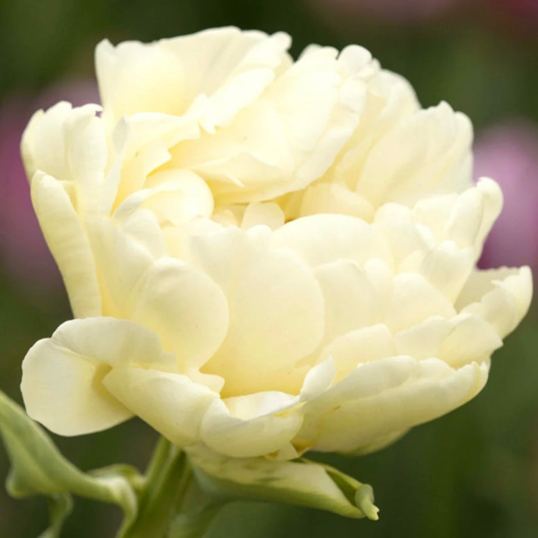 Tulip Avant Garde - 10 Bulbs
