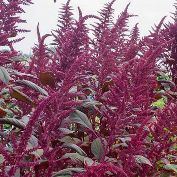 Assorted Amaranth by the bunch