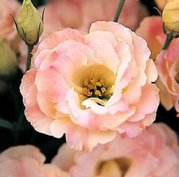 Peach Lisianthus