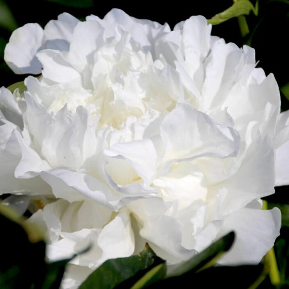 Peony ‘Madame Claude Tain'
