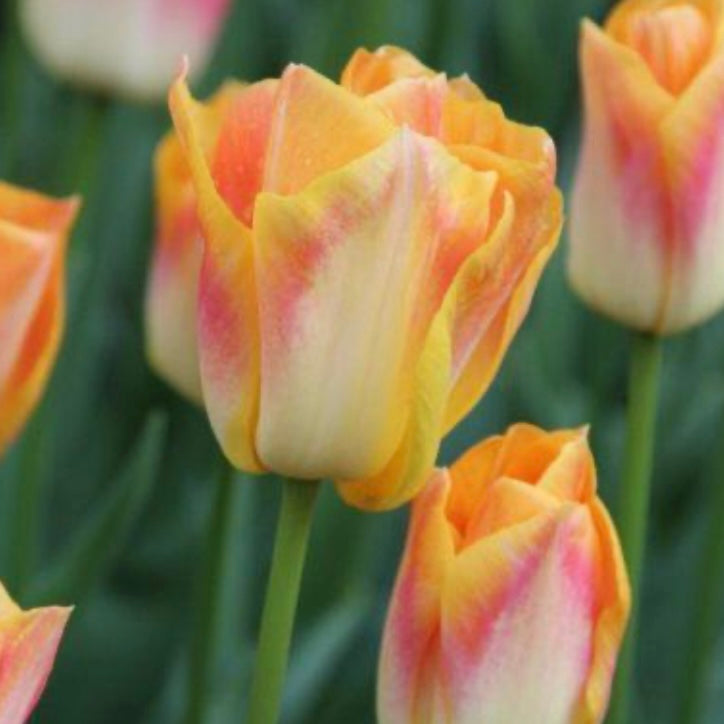 Tulip Salmon Dynasty - 10 Bulbs