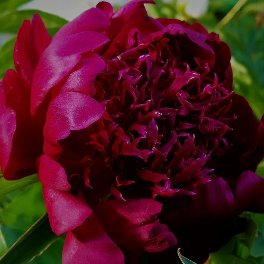 Peony ‘Hot Chocolate'