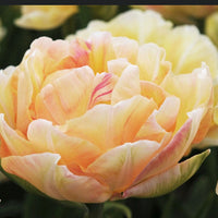 Tulip Charming Lady - 10 bulbs