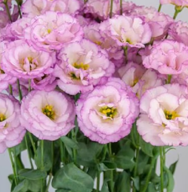 Arosa Lilac Lisianthus