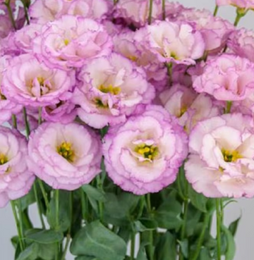Arosa Lilac Lisianthus