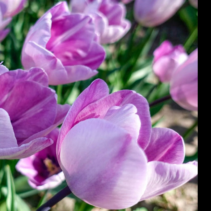 Tulip Jacuzzi- 10 Bulbs