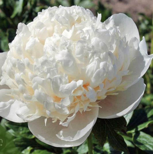 Peony Root 'Colonel Owen Cousins'