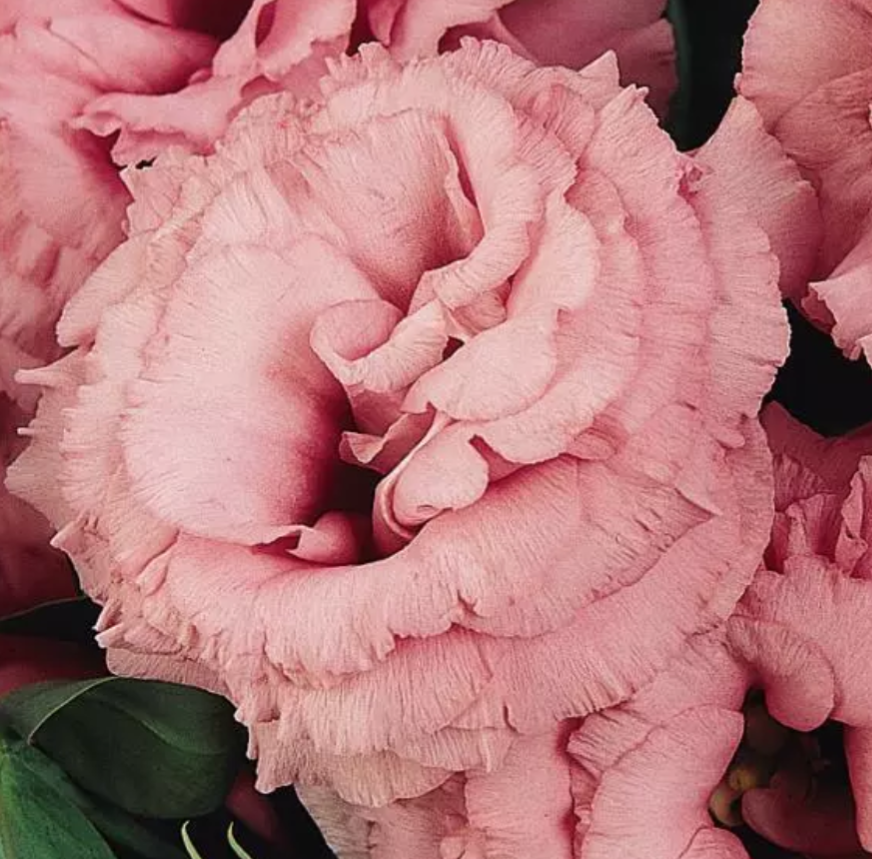 ABC Rose Lisianthus