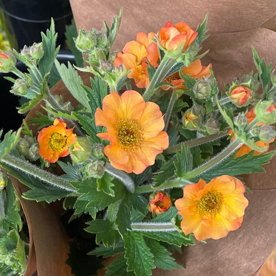 Geum 'Totally Tangerine' by the bunch