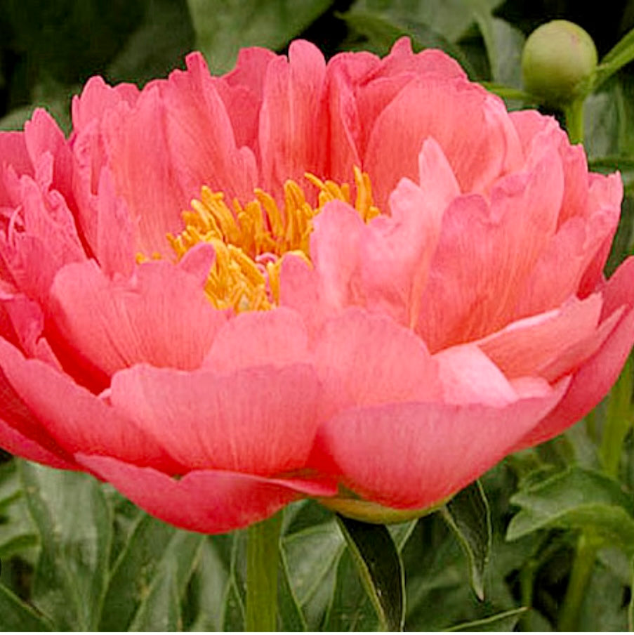 Peony Root 'Coral Sunset'