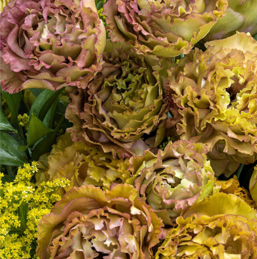 Roseanna 1 Brown Lisianthus