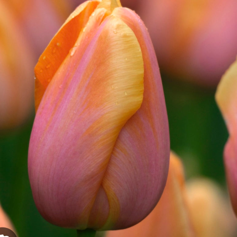 Tulip Dorgoyne - 10 bulbs
