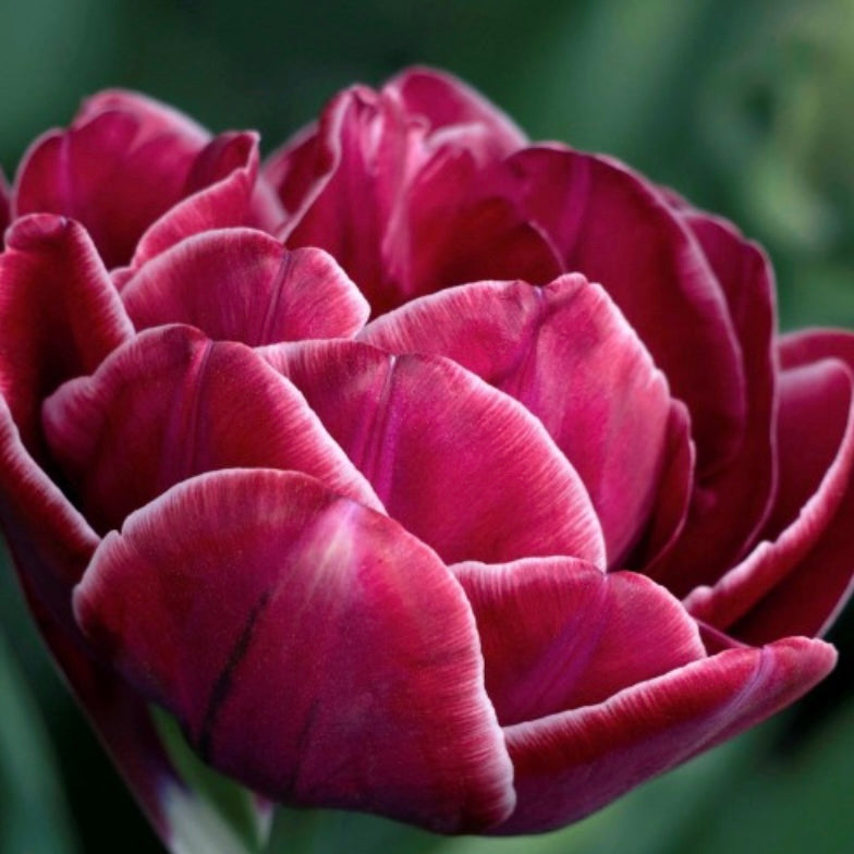 Tulip Dream Touch - 10 Bulbs