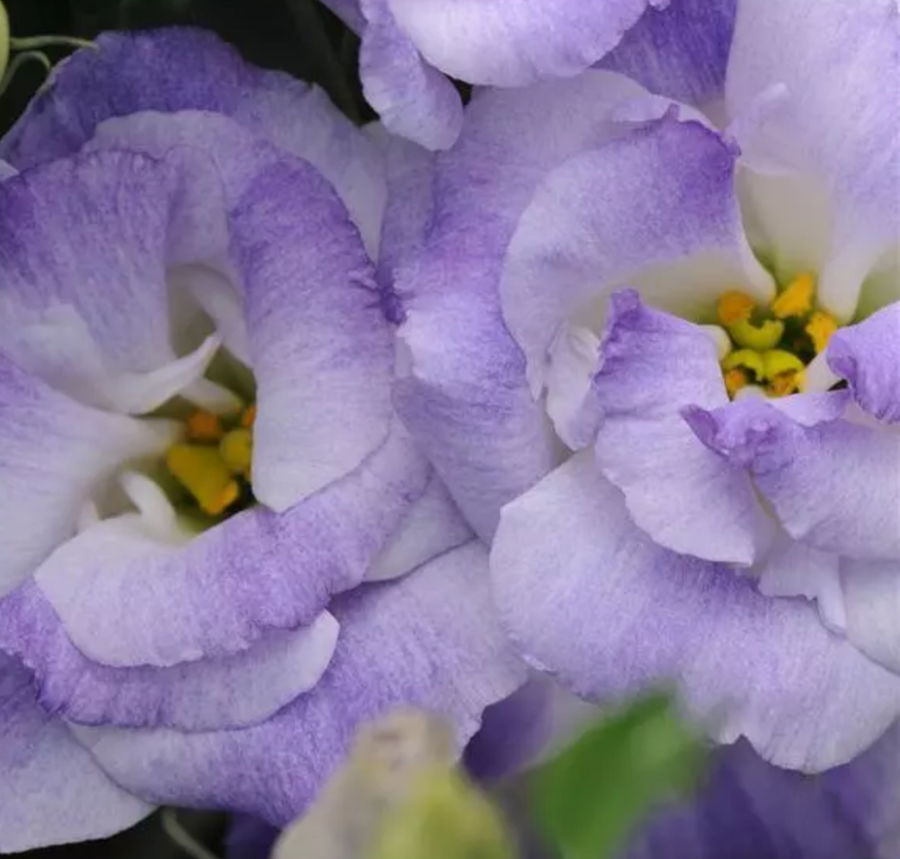 ABC 2 Misty Blue Lisianthus