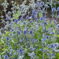 Eryngium blue or purple by the bunch
