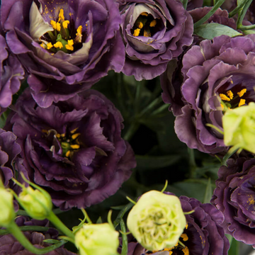 Black Pearl Lisianthus