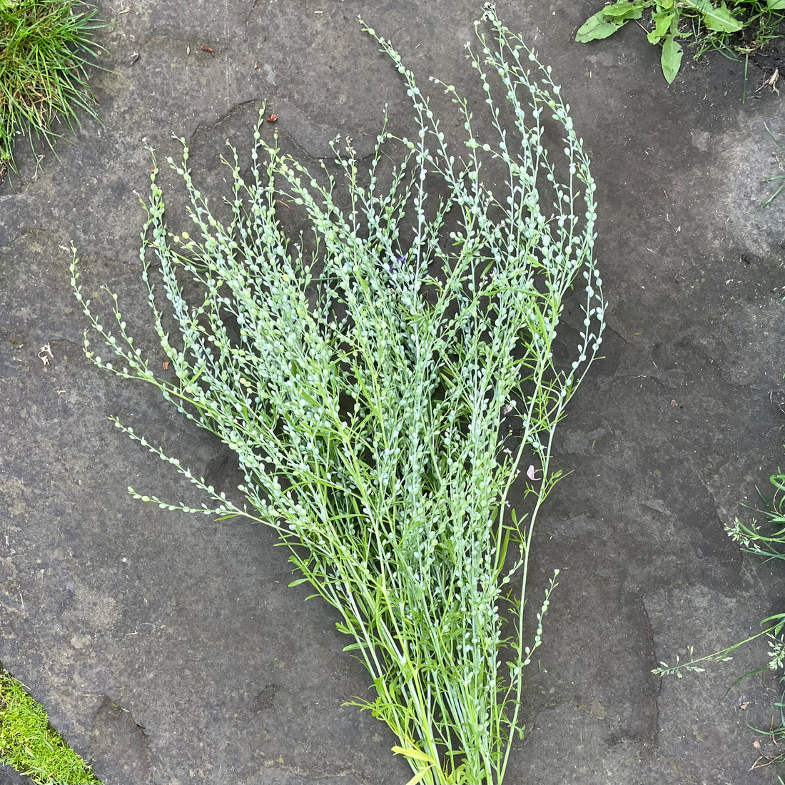 Persian Cress Seeds