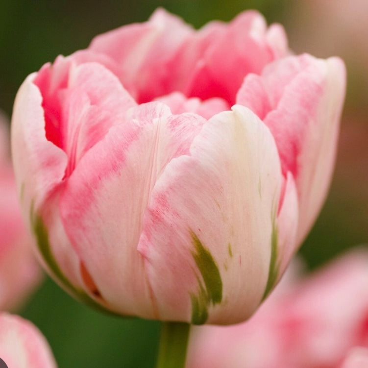 Tulip Finola- 10 Bulbs
