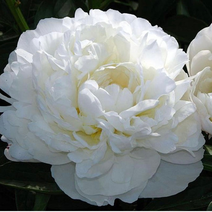 Peony ‘Bridal Gown'