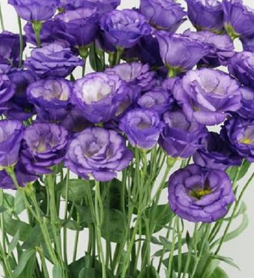 Arosa Sky Blue Lisianthus