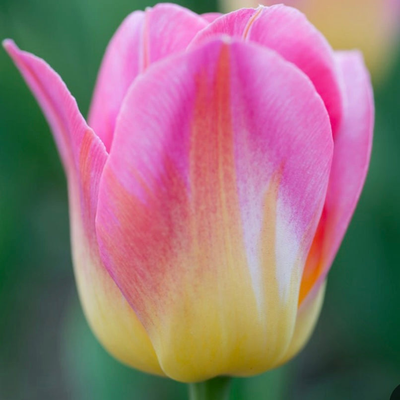 Tulip Tom Pouce - 10 Bulbs