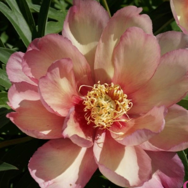 Peony Itoh Root 'Julia Rose'