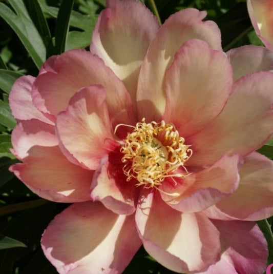 Peony Itoh Root 'Julia Rose'