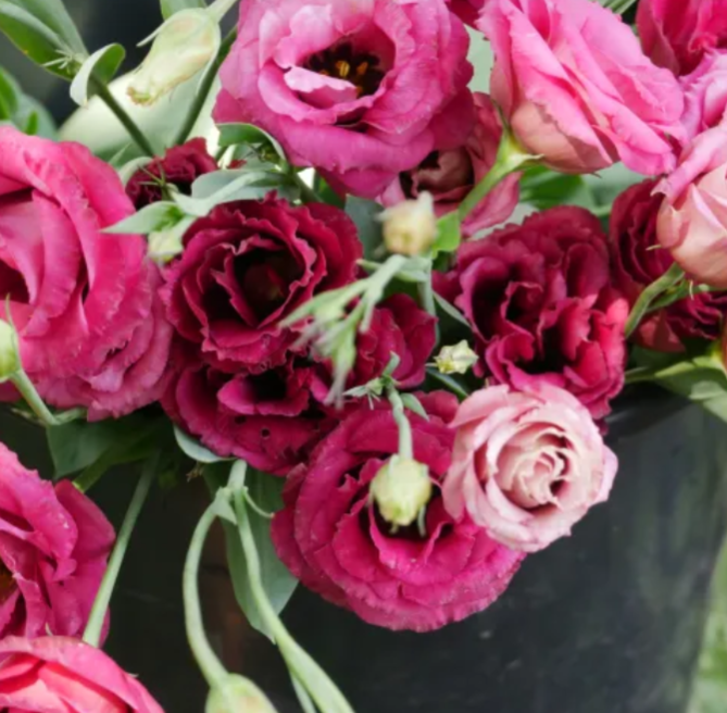 Arosa Red Lisianthus