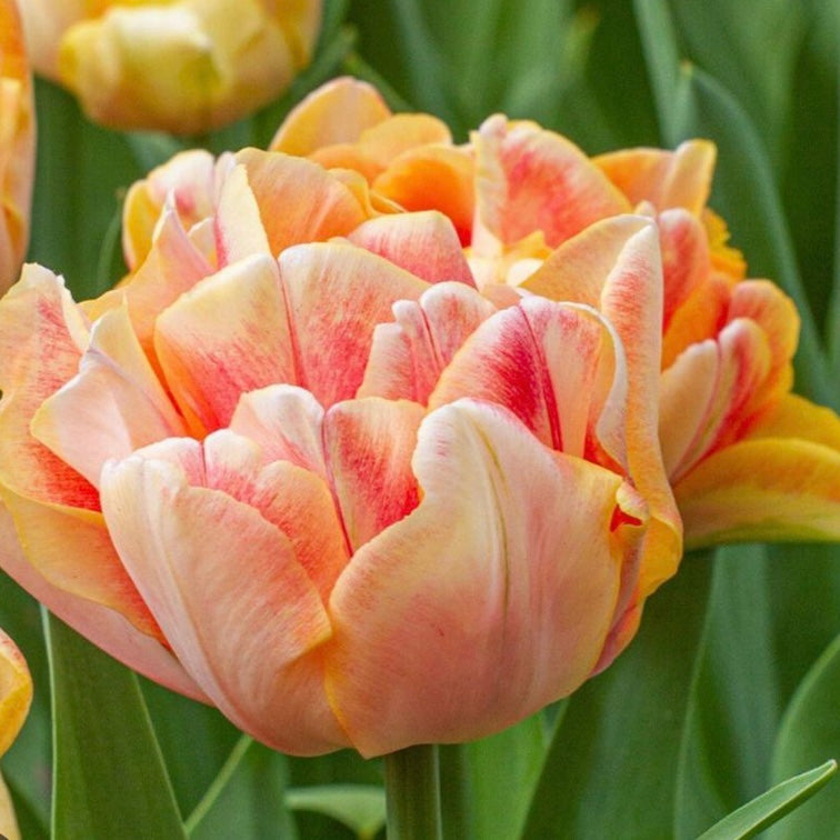 Tulip Charming Beauty - 10 bulbs