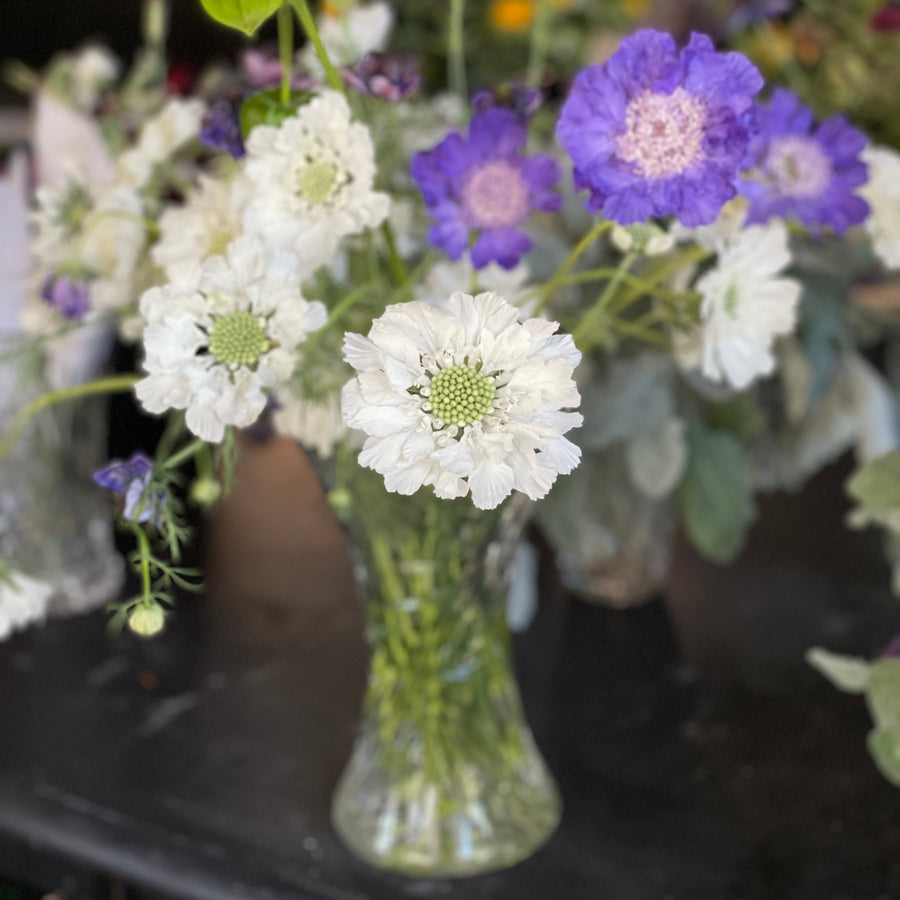 Scabiosa Fama by the bunch