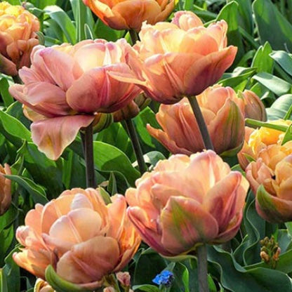 Tulip La Belle Epoque - 10 Bulbs